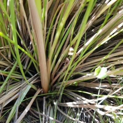 Hookerochloa hookeriana (Hooker's Fescue) at Mt Holland - 6 Feb 2023 by danswell