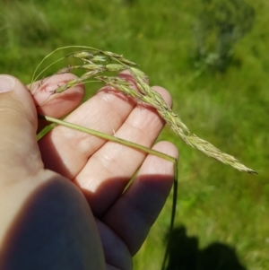 Hookerochloa hookeriana at Tinderry, NSW - 6 Feb 2023