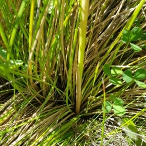 Hookerochloa hookeriana at Tinderry, NSW - 6 Feb 2023