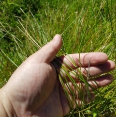 Hookerochloa hookeriana at Tinderry, NSW - 6 Feb 2023