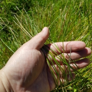 Hookerochloa hookeriana at Tinderry, NSW - 6 Feb 2023