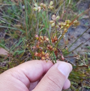 Juncus homalocaulis at Tinderry, NSW - 6 Feb 2023