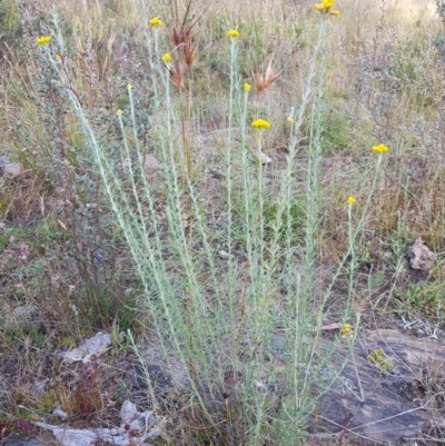 Chrysocephalum semipapposum (Clustered Everlasting) at Tinderry, NSW - 5 Feb 2023 by danswell