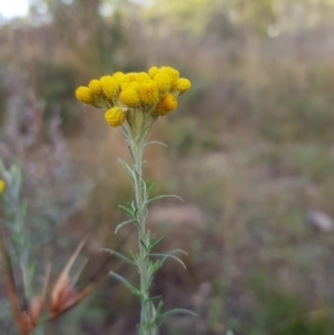 Chrysocephalum semipapposum at Tinderry, NSW - 6 Feb 2023