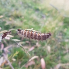 Noctuoidea (superfamily) at Tinderry, NSW - 6 Feb 2023