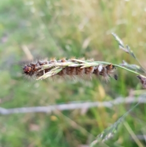 Noctuoidea (superfamily) at Tinderry, NSW - 6 Feb 2023