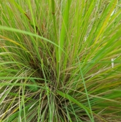 Dichelachne crinita (Long-hair Plume Grass) at Mt Holland - 5 Feb 2023 by danswell