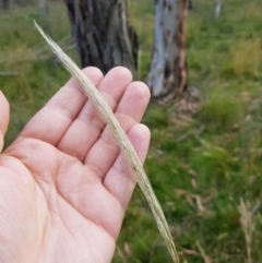 Dichelachne crinita at Tinderry, NSW - 6 Feb 2023