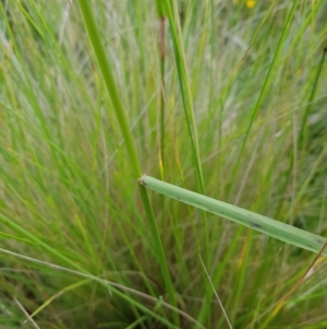 Dichelachne crinita at Tinderry, NSW - 6 Feb 2023