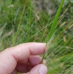 Dichelachne crinita at Tinderry, NSW - 6 Feb 2023