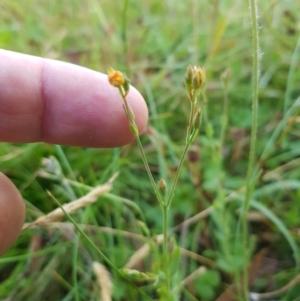 Hypericum gramineum at Tinderry, NSW - 6 Feb 2023 07:38 AM