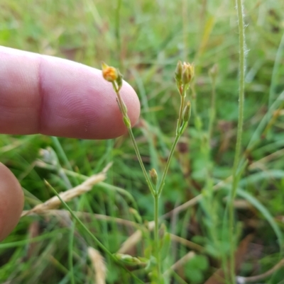 Hypericum gramineum (Small St Johns Wort) at Tinderry, NSW - 6 Feb 2023 by danswell