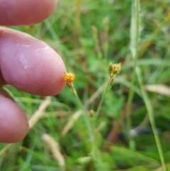 Hypericum gramineum at Tinderry, NSW - 6 Feb 2023 07:38 AM