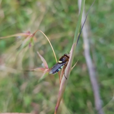 Odontomyia hunteri (Soldier fly) at Tinderry, NSW - 5 Feb 2023 by danswell