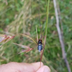 Odontomyia hunteri at Tinderry, NSW - 6 Feb 2023