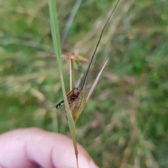 Odontomyia hunteri at Tinderry, NSW - 6 Feb 2023