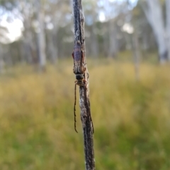 Hesthesis sp. (genus) (Wasp-mimic longicorn beetle) at Mt Holland - 5 Feb 2023 by danswell