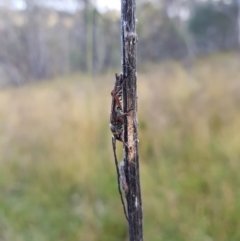 Hesthesis sp. (genus) at Tinderry, NSW - 6 Feb 2023