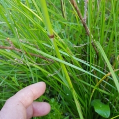 Hookerochloa hookeriana (Hooker's Fescue) at Mt Holland - 5 Feb 2023 by danswell