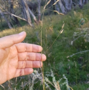 Hookerochloa hookeriana at Tinderry, NSW - 6 Feb 2023