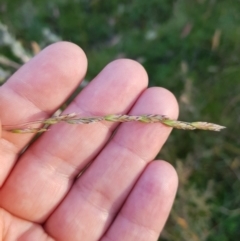 Hookerochloa hookeriana at Tinderry, NSW - 6 Feb 2023