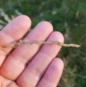 Hookerochloa hookeriana at Tinderry, NSW - 6 Feb 2023