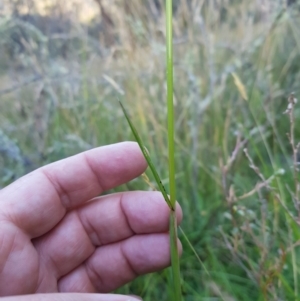 Hookerochloa hookeriana at Tinderry, NSW - 6 Feb 2023