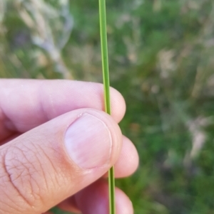 Hookerochloa hookeriana at Tinderry, NSW - 6 Feb 2023