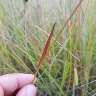 Luzula sp. (Woodrush) at Tinderry, NSW - 6 Feb 2023 by danswell