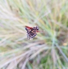 Luzula sp. at Tinderry, NSW - 6 Feb 2023