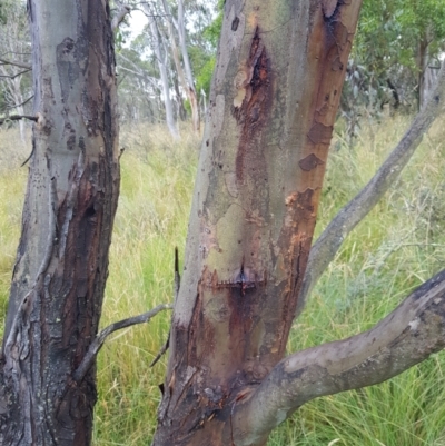 Eucalyptus stellulata (Black Sally) at Tinderry, NSW - 6 Feb 2023 by danswell