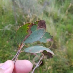 Eucalyptus stellulata at Tinderry, NSW - 6 Feb 2023