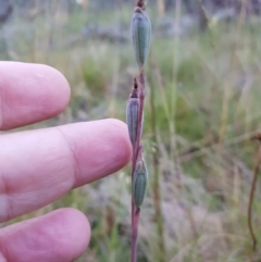 Thelymitra (genus) (sun orchids) at Tinderry, NSW - 6 Feb 2023 by danswell