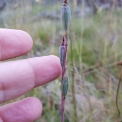 Thelymitra sp. (A Sun Orchid) at Tinderry, NSW - 5 Feb 2023 by danswell