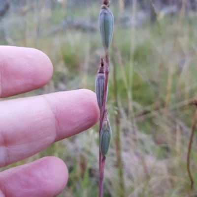 Thelymitra sp. (A Sun Orchid) at Mt Holland - 5 Feb 2023 by danswell