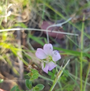 Geranium potentilloides at Tinderry, NSW - 5 Feb 2023