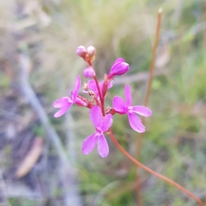 Stylidium montanum at Tinderry, NSW - 5 Feb 2023 07:03 PM