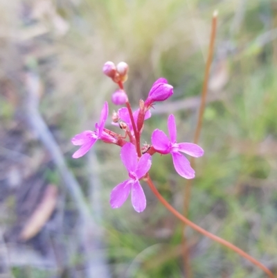 Stylidium graminifolium (Grass Triggerplant) at Mt Holland - 5 Feb 2023 by danswell