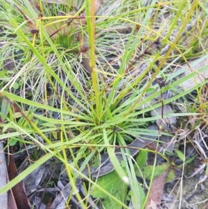 Stylidium montanum at Tinderry, NSW - 5 Feb 2023 07:03 PM