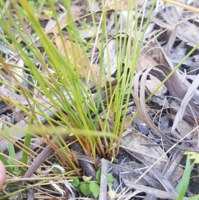 Juncus filicaulis (Thread Rush) at Mt Holland - 5 Feb 2023 by danswell