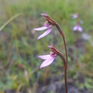 Eriochilus magenteus at Tinderry, NSW - suppressed