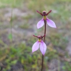 Eriochilus magenteus at Tinderry, NSW - 5 Feb 2023