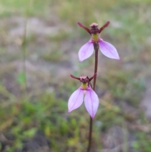 Eriochilus magenteus at Tinderry, NSW - 5 Feb 2023