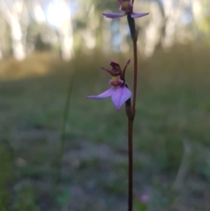 Eriochilus magenteus at Tinderry, NSW - suppressed