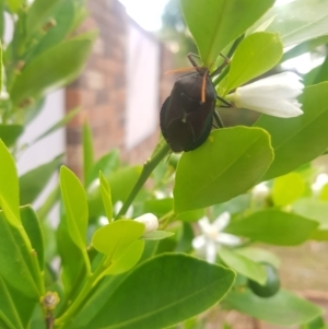 Musgraveia sulciventris at Greenleigh, NSW - 31 Jan 2023 07:24 PM