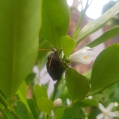 Musgraveia sulciventris at Greenleigh, NSW - 31 Jan 2023 07:24 PM