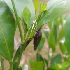 Musgraveia sulciventris at Greenleigh, NSW - 31 Jan 2023