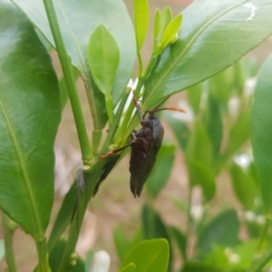 Musgraveia sulciventris at Greenleigh, NSW - 31 Jan 2023 07:24 PM