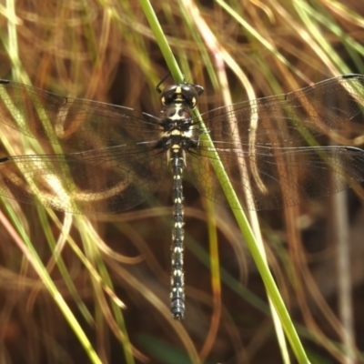 Eusynthemis guttata (Southern Tigertail) at Cotter River, ACT - 6 Feb 2023 by JohnBundock