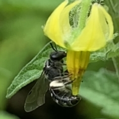 Lasioglossum (Chilalictus) sp. (genus & subgenus) (Halictid bee) at Dulwich Hill, NSW - 10 Jan 2023 by JudeWright